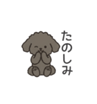 落書き風トイプー グレー（日常会話）（個別スタンプ：31）
