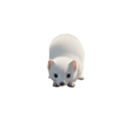 オコジョ 2 J（個別スタンプ：3）