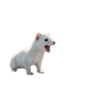 オコジョ 2 J（個別スタンプ：8）