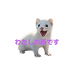 オコジョ 2 J（個別スタンプ：15）