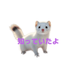 オコジョ 2 J（個別スタンプ：17）