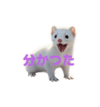 オコジョ 2 J（個別スタンプ：20）