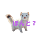 オコジョ 2 J（個別スタンプ：34）