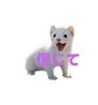 オコジョ 2 J（個別スタンプ：39）