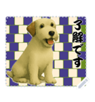 犬の メッセージ スタンプ 124（個別スタンプ：5）