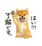 柴犬♡やる気ゼロ子犬（個別スタンプ：7）