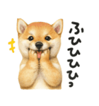 柴犬♡やる気ゼロ子犬（個別スタンプ：11）