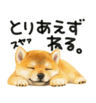 柴犬♡やる気ゼロ子犬（個別スタンプ：22）