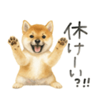 柴犬♡やる気ゼロ子犬（個別スタンプ：26）