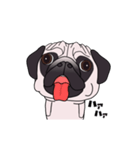 ゆるく尻尾をふるパグ（個別スタンプ：21）
