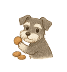 シュナウザー/とにかく使いやすい秋の日常（個別スタンプ：37）