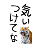 老眼でも見える虎【関西弁】2（個別スタンプ：11）