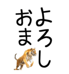 老眼でも見える虎【関西弁】2（個別スタンプ：22）