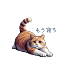 強気な猫【ネコ、かわいい、面白い】（個別スタンプ：16）