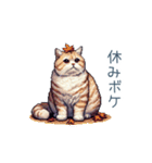 強気な猫【ネコ、かわいい、面白い】（個別スタンプ：17）