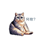 強気な猫【ネコ、かわいい、面白い】（個別スタンプ：19）