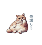 強気な猫【ネコ、かわいい、面白い】（個別スタンプ：25）
