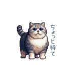 強気な猫【ネコ、かわいい、面白い】（個別スタンプ：29）