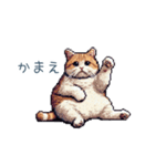 強気な猫【ネコ、かわいい、面白い】（個別スタンプ：31）