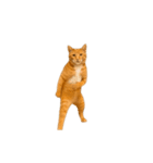 踊る！横揺れ界隈/にゃんこ/猫/ねこ/ネコ（個別スタンプ：3）