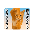 踊る！横揺れ界隈/にゃんこ/猫/ねこ/ネコ（個別スタンプ：5）