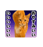 踊る！横揺れ界隈/にゃんこ/猫/ねこ/ネコ（個別スタンプ：6）