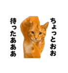 踊る！横揺れ界隈/にゃんこ/猫/ねこ/ネコ（個別スタンプ：14）