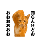 踊る！横揺れ界隈/にゃんこ/猫/ねこ/ネコ（個別スタンプ：15）