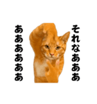 踊る！横揺れ界隈/にゃんこ/猫/ねこ/ネコ（個別スタンプ：16）