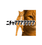 踊る！横揺れ界隈/にゃんこ/猫/ねこ/ネコ（個別スタンプ：19）