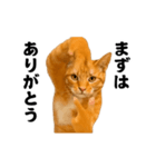 踊る！横揺れ界隈/にゃんこ/猫/ねこ/ネコ（個別スタンプ：21）