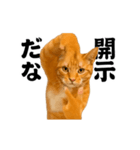 踊る！横揺れ界隈/にゃんこ/猫/ねこ/ネコ（個別スタンプ：22）