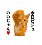 踊る！横揺れ界隈/にゃんこ/猫/ねこ/ネコ（個別スタンプ：23）