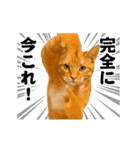 踊る！横揺れ界隈/にゃんこ/猫/ねこ/ネコ（個別スタンプ：24）