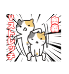 ねこの住み家デイリー使いバージョン（個別スタンプ：21）