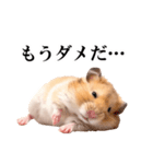 毎日使える♪リアルなハムちゃん（個別スタンプ：5）