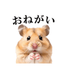 毎日使える♪リアルなハムちゃん（個別スタンプ：7）