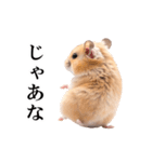 毎日使える♪リアルなハムちゃん（個別スタンプ：8）