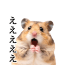 毎日使える♪リアルなハムちゃん（個別スタンプ：10）