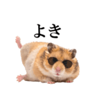 毎日使える♪リアルなハムちゃん（個別スタンプ：15）
