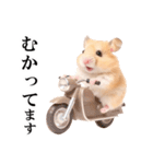 毎日使える♪リアルなハムちゃん（個別スタンプ：19）