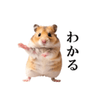 毎日使える♪リアルなハムちゃん（個別スタンプ：20）