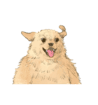 二足歩行のゴールデンレトリバー（個別スタンプ：13）