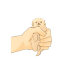 二足歩行のゴールデンレトリバー（個別スタンプ：40）