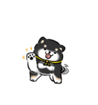 しばまるまる-くろしばのにちじょう（個別スタンプ：5）