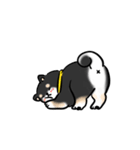 しばまるまる-くろしばのにちじょう（個別スタンプ：31）
