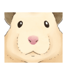 ハムちゃんのかおたち（個別スタンプ：1）