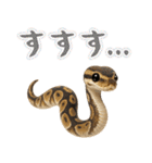 ボールパイソンの日常。（個別スタンプ：1）