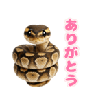ボールパイソンの日常。（個別スタンプ：4）