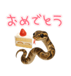 ボールパイソンの日常。（個別スタンプ：5）